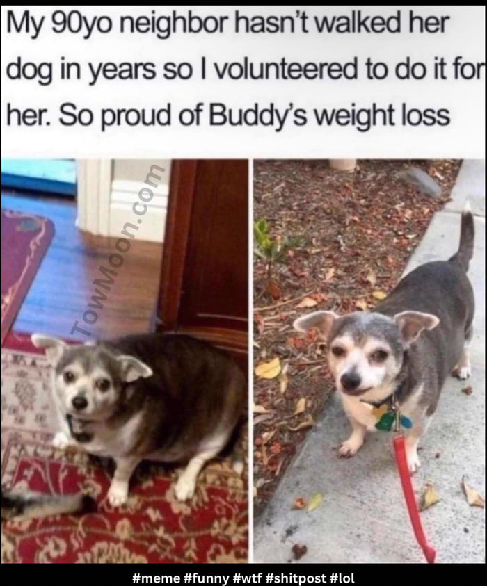 My 90yo neighbor hasnt walked her dog in years so volunteered to do it fo her So proud of Buddys weight loss meme funny wtf shitpost lol