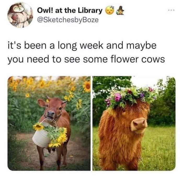 Owl at the Library SketchesbyBoze its been a long week and maybe you need to see some flower cows
