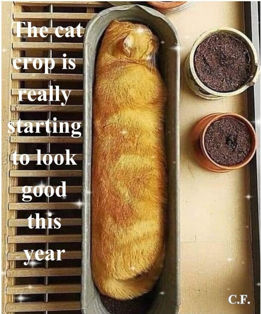 The cat crop is really starting to look good this year