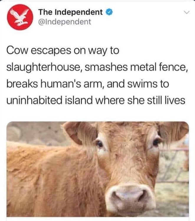 WA The Independent 9 Independent Cow escapes on way to slaughterhouse smashes metal fence breaks humans arm and swims to uninhabited island where she still lives