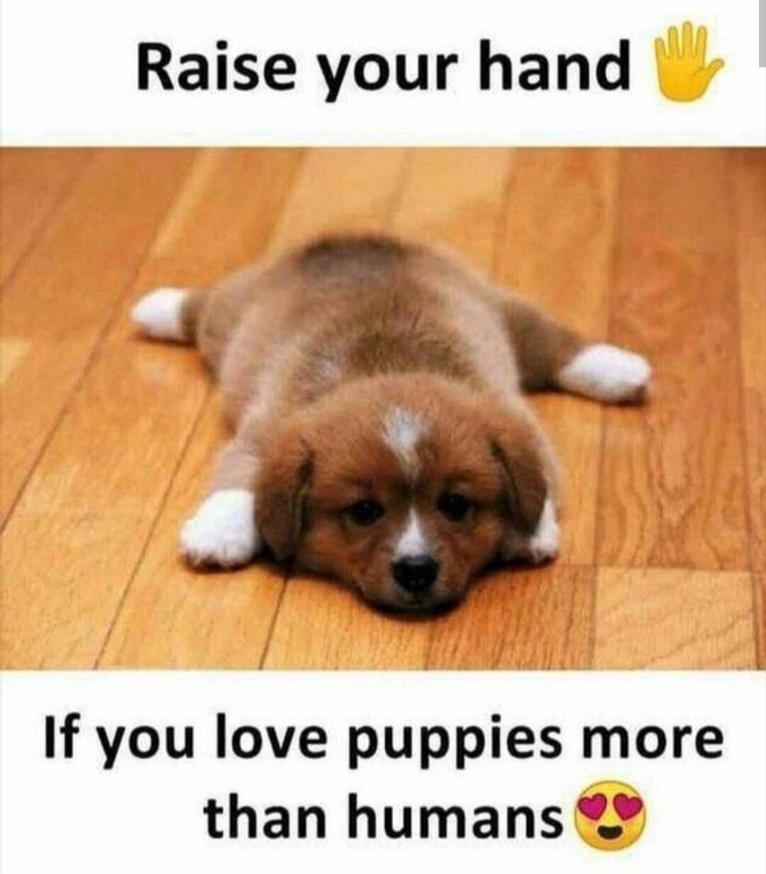 Raise your hand If you love puppies more than humans