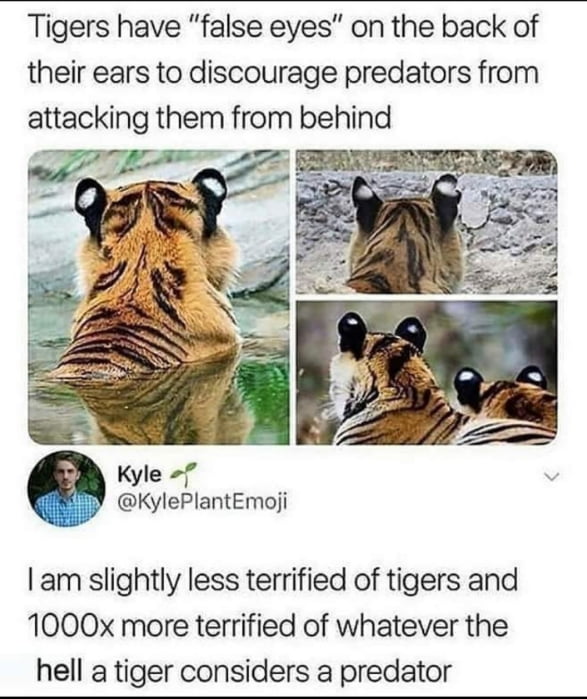 Tigers have false eyes on the back of their ears to discourage predators from attacklng them from behind KylePlantEmoji am slightly less terrified of tigers and 1000x more terrified of whatever the hell a tiger considers a predator