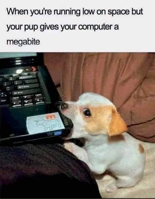 When youre running low on space but your pup gives your computer a megabite
