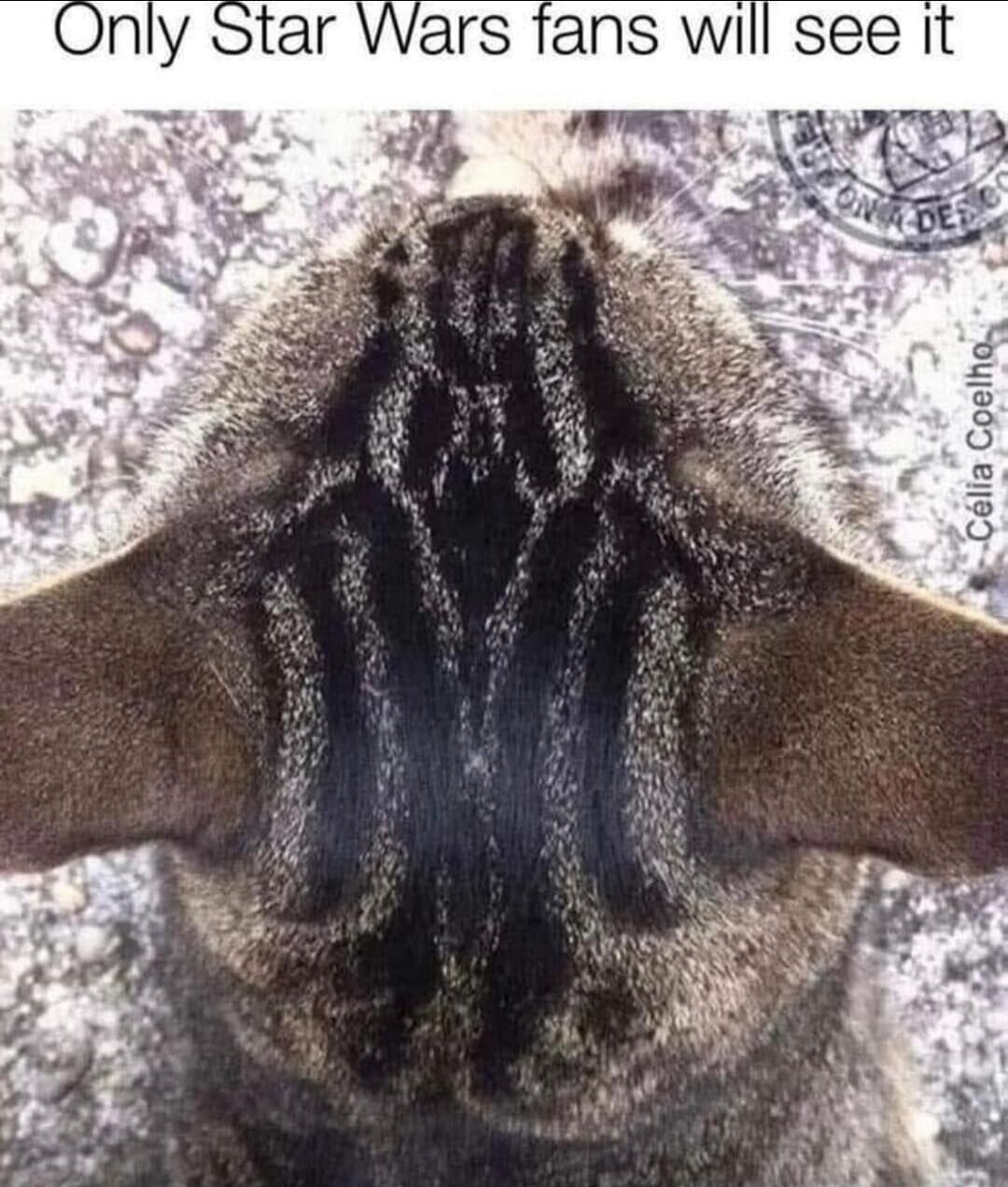 Only Star Wars fans will see it