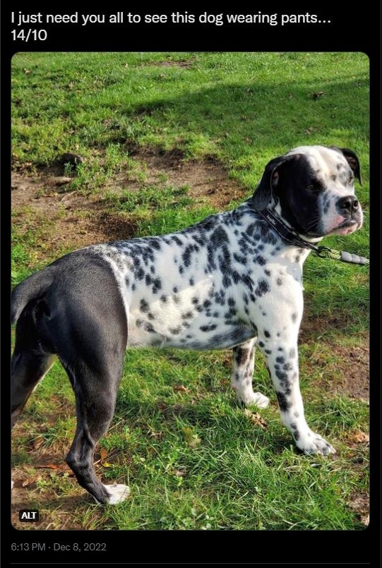 1 just need you all to see this dog wearing pants 1410 1930 167 _