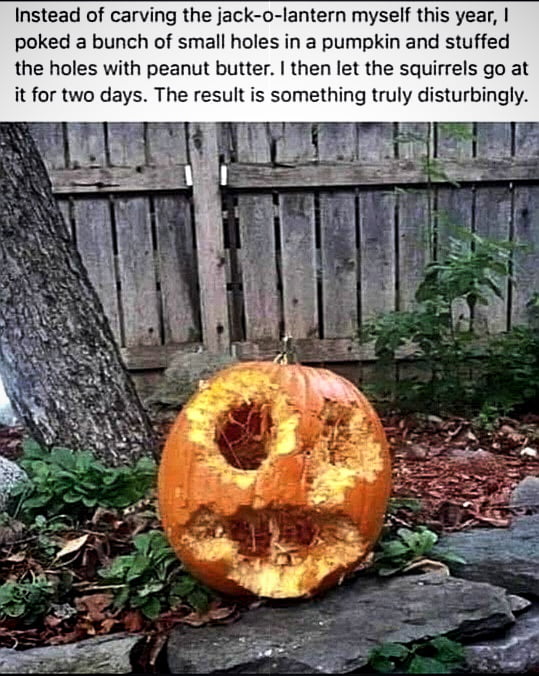 Instead of carving the jack o lantern myself this year poked a bunch of small holes in a pumpkin and stuffed the holes with peanut butter then let the squirrels go at it for two days The result is something truly disturbingly