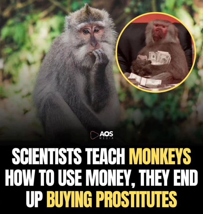 SCIENTISTS TEACH MONKEYS HOW TO USE MONEY THEY END UP BUYING PROSTITUTES