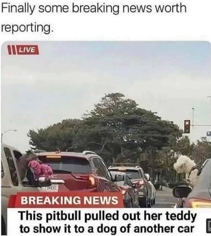 Finally some breaking news worth reporting Live AKING NEWS This pitbull pulled out her tedd to show it to a dog of another car