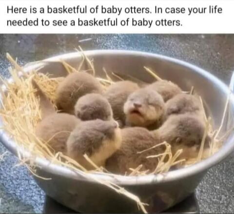 Here is a basketful of baby otters In case your life needed to see a basketful of baby otters