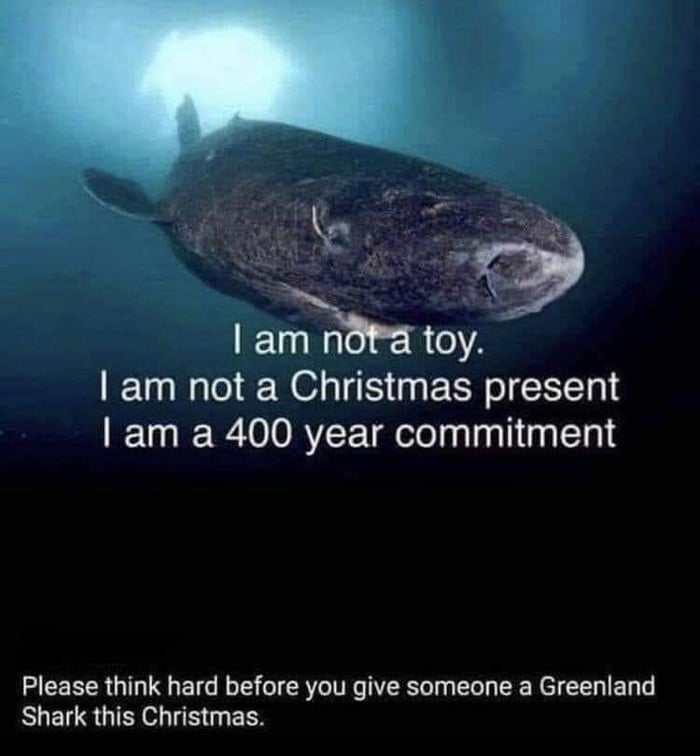 am ndtd toy am not a Christmas present am a 400 year commitment Please think hard before you give someone a Greenland Shark this Christmas