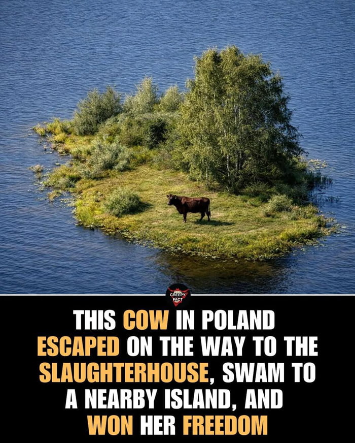 THIS COW IN POLAND ESCAPED ON THE WAY TO THE SLAUGHTERHOUSE, SWAM TO A NEARBY ISLAND, AND WON HER FREEDOM