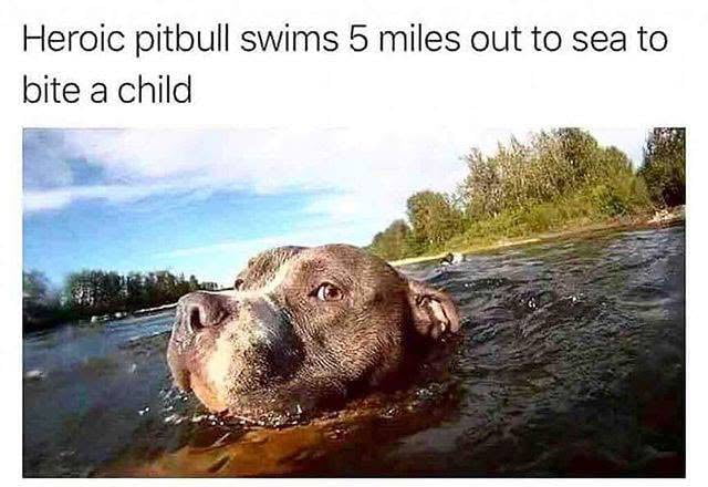 Heroic pitbull swims 5 miles out to sea to bite a child