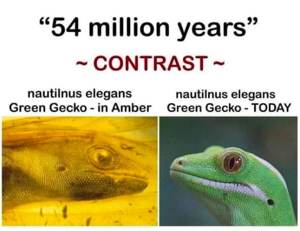 54 million years CONTRAST nautilnus elegans nautilnus elegans Green Gecko in Amber Green Gecko TODAY