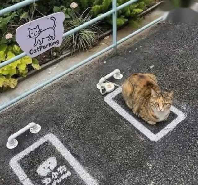 CatParking. Parking for puppies.