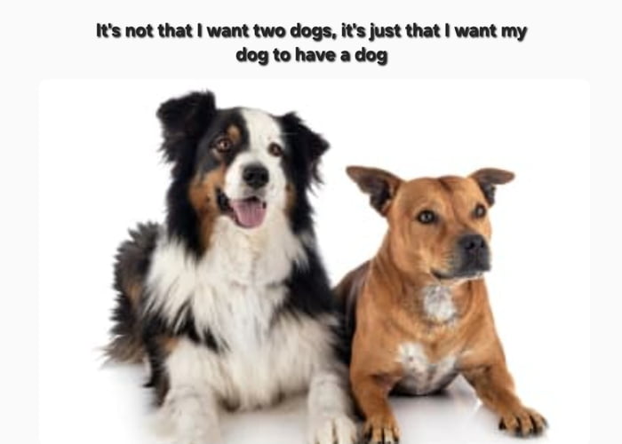 It's not that I want two dogs, it's just that I want my dog to have a dog