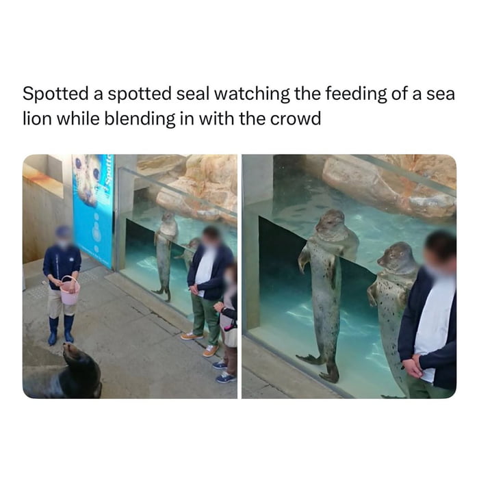 Spotted a spotted seal watching the feeding of a sea lion while blending in with the crowd