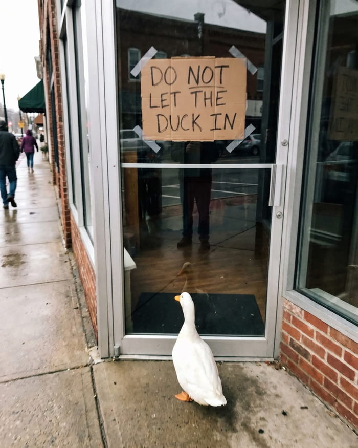 DO NOT LET THE DUCK IN. A white duck is standing outside a glass door with a sign that reads 'DO NOT LET THE DUCK IN'.