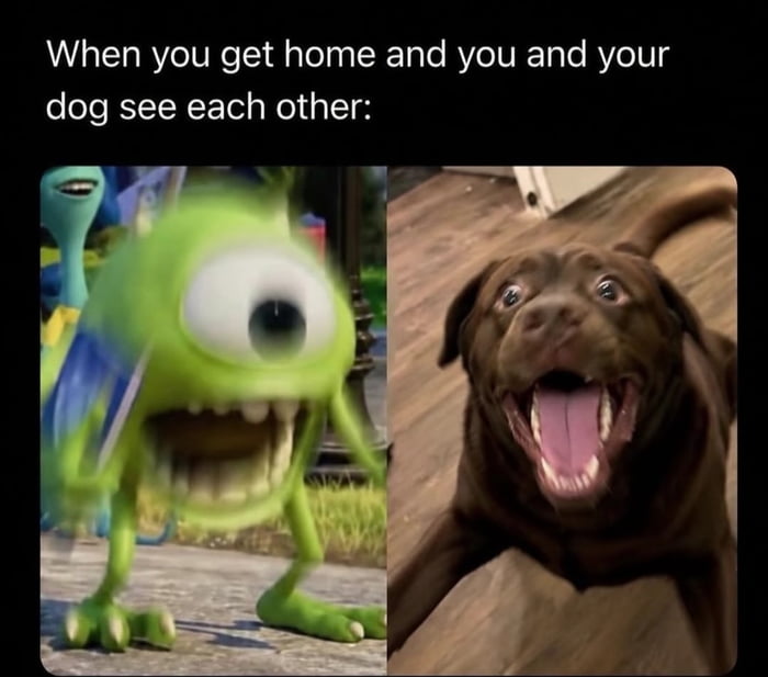When you get home and you and your dog see each other:
