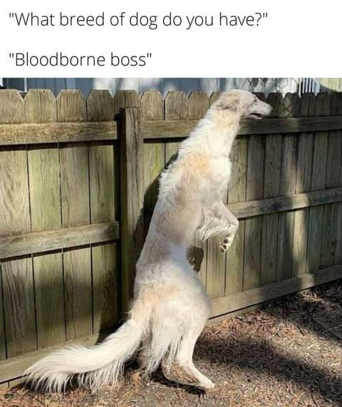 What breed of dog do you have Bloodborne boss