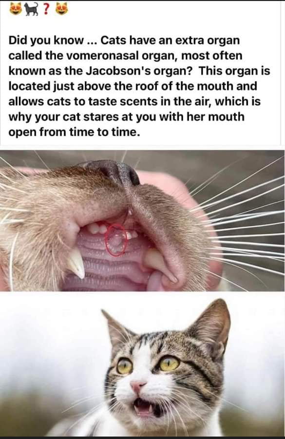 w Did you know Cats have an extra organ called the vomeronasal organ most often known as the Jacobsons organ This organ is located just above the roof of the mouth and allows cats to taste scents in the air which is why your cat stares at you with her mouth open from time to time