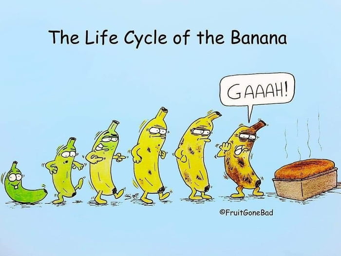 The Life Cycle of the Banana