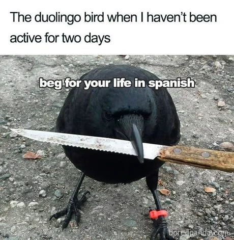 The duolingo bird when havent been active for two days x5 lfo your life in span 3