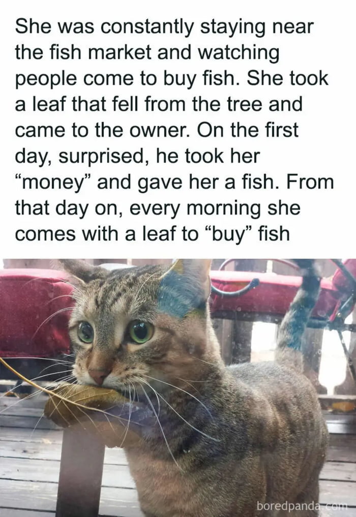 She was constantly staying near the fish market and watching people come to buy fish She took a leaf that fell from the tree and came to the owner On the first day surprised he took her money and gave her a fish From that day on every morning she comes with a leaf to buy fish