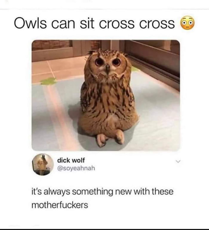 Owls can sit cross cross dick wolf soyeahnah its always something new with these motherfuckers