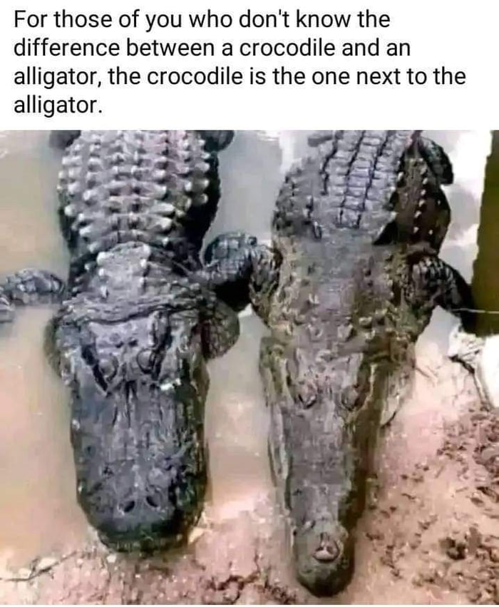 For those of you who dont know the difference between a crocodile and an alligator the crocodile is the one next to the alligator