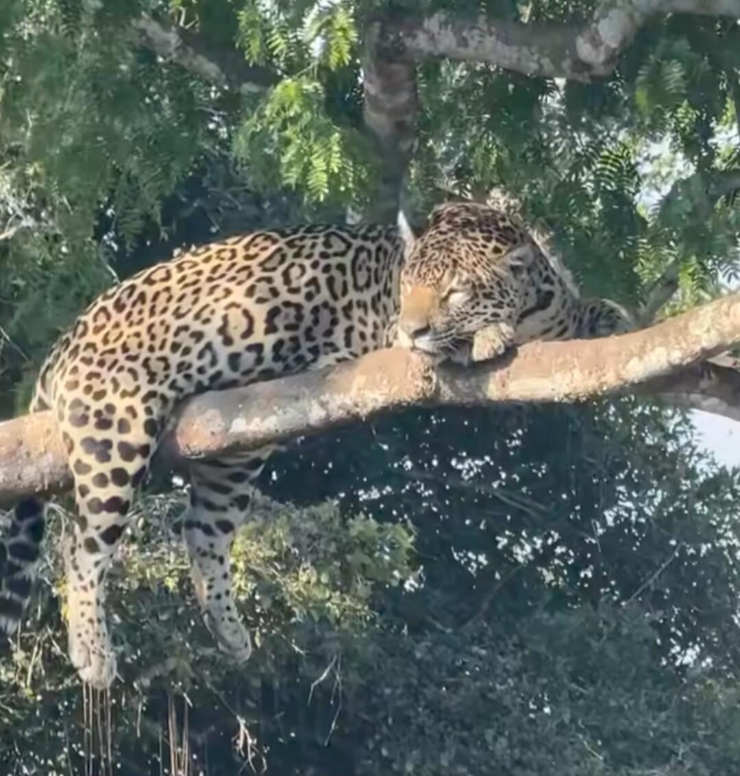 Two leopards resting on a tree branch, one lounging with its head down and limbs draped over the limb.