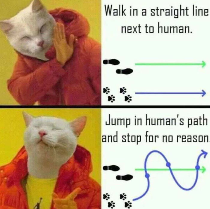 Walk in a straight line next to human Jump in humans path and stop for no reason g