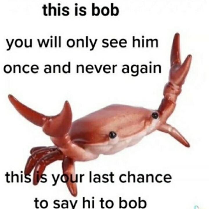 this is bob you will only see him once and never again r last chance to sav hi to bob