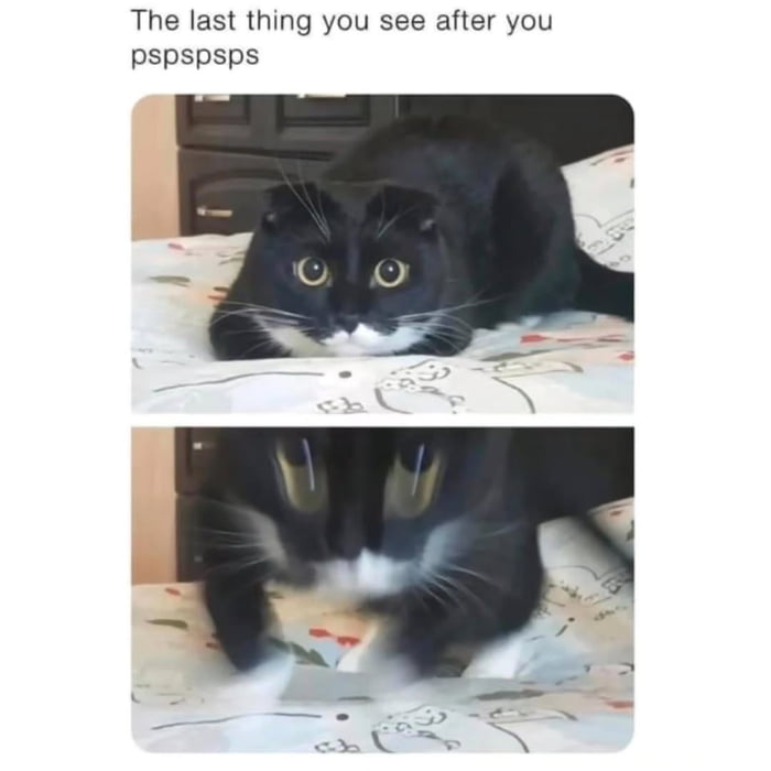 The last thing you see after you pspspsps