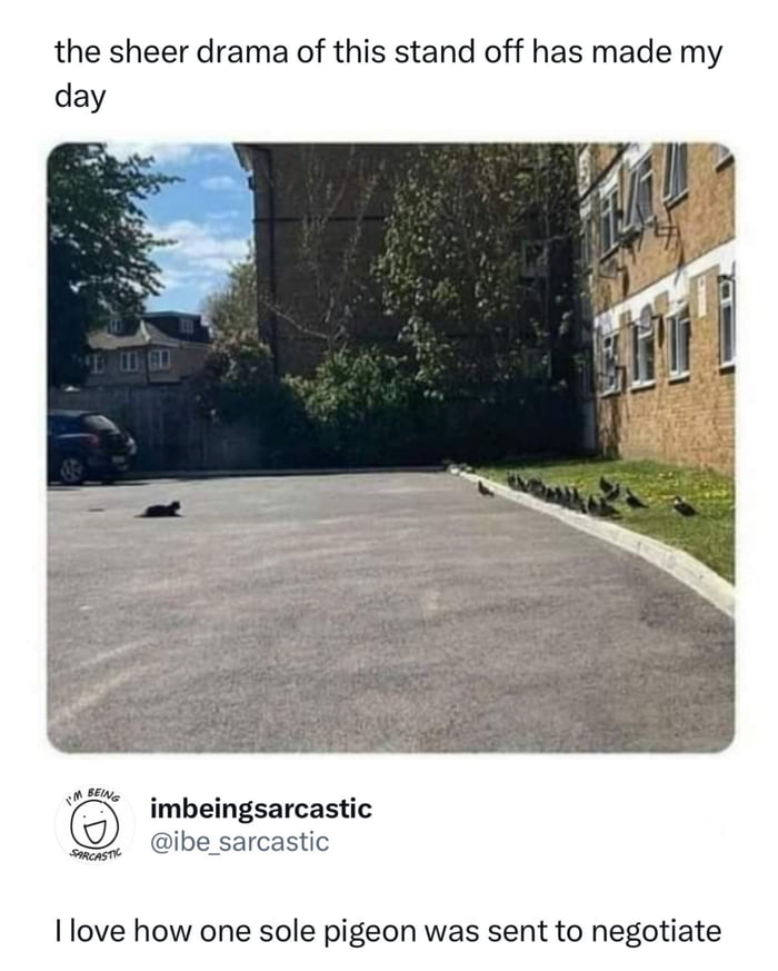 The sheer drama of this stand off has made my day. I love how one sole pigeon was sent to negotiate.