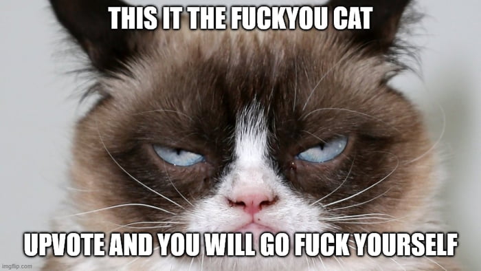 THIS IT THE FUCKYOU CAT UPVOTE AND YOU WILL GO FUCK YOURSELF