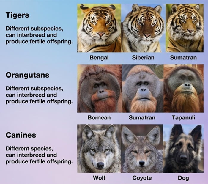 Tigers: Different subspecies, can interbreed and produce fertile offspring. Bengal, Siberian, Sumatran. Orangutans: Different subspecies, can interbreed and produce fertile offspring. Bornean, Sumatran, Tapanuli. Canines: Different species, can interbreed and produce fertile offspring. Wolf, Coyote, Dog.