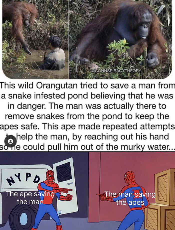 g his wild Orangutan tried to save a man fro a snake infested pond believing that he was in danger The man was actually there to remove snakes from the pond to keep the apes safe This ape made repeated attempts Qhelp the man by reaching out his hand e could pull him out of the murky water ape saving The man savingi the man