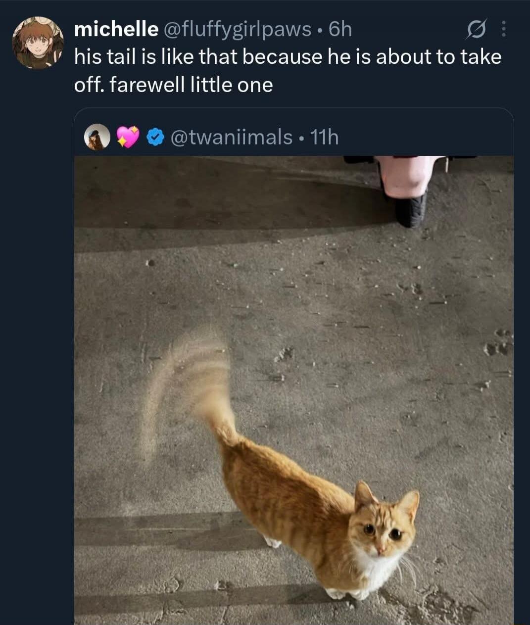 michelle @fluffygirlpaws • 6h his tail is like that because he is about to take off. farewell little one