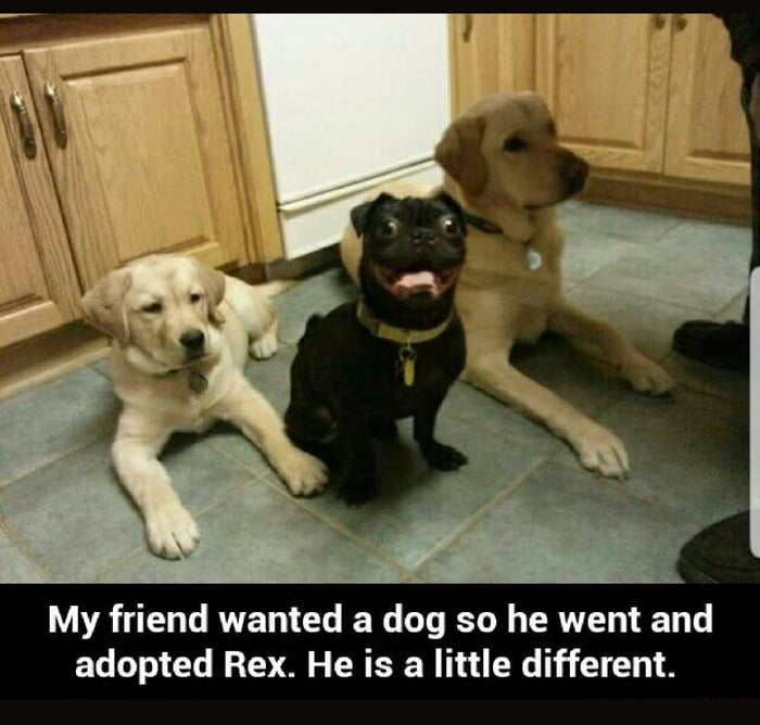 My friend wanted a dog so he went and adopted Rex He is a little different