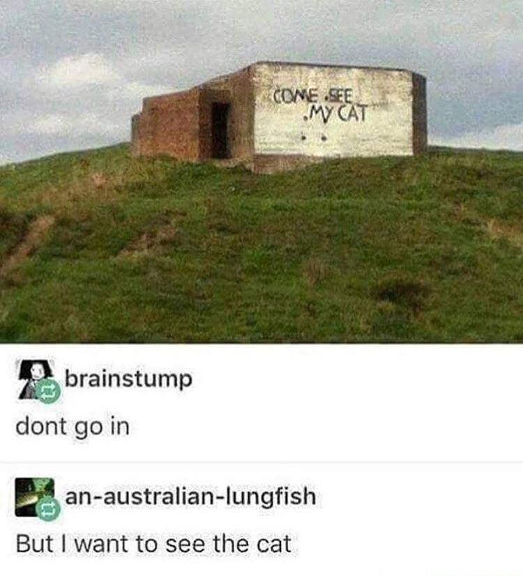 brainstump dontgoin E an australian lungfish But want to see the cat