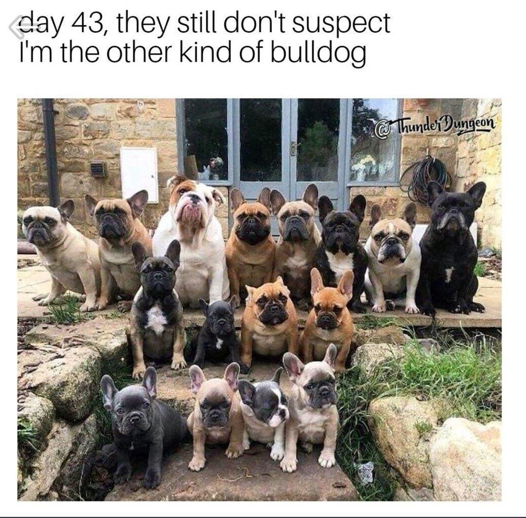 day 43 they still dont suspect Im the other kind of bulldog 178412 views BEST COMMENTS CoMMENT houpbajoup 7mo 9 Replies Bonjour bonjour oi cunt bonjour bonjour bonjour bonjour