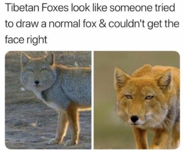 Tibetan Foxes look like someone tried to draw a normal fox couldnt get the face right