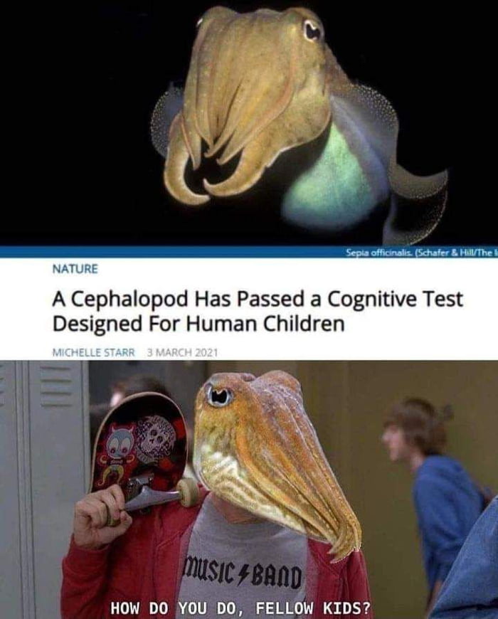 A Cephalopod Has Passed a Cognitive Test Designed For Human Children HOW DO YOU DO FELLOW KIDS