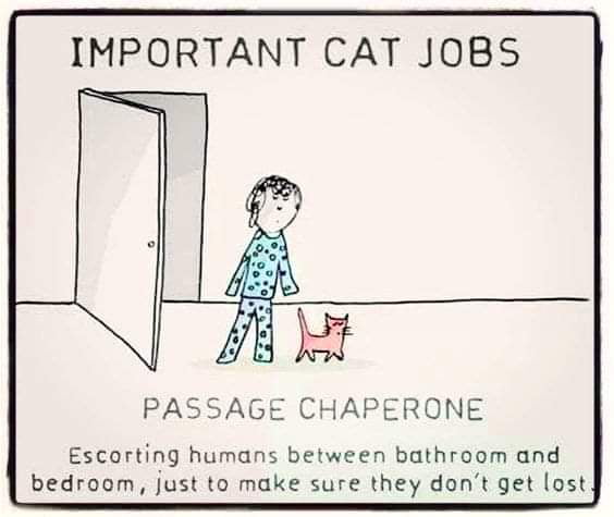 IMPORTANT CAT JOBS PASSAGE CHAPERONE Escorting humans between bathroom and bedroom just to make sure they dont get lost