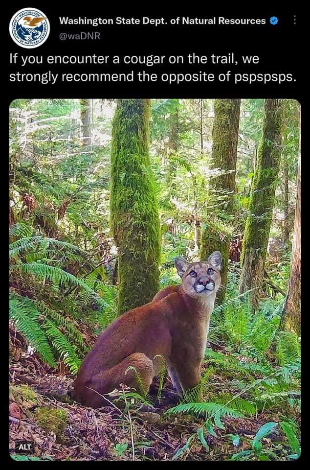 Washington State Dept of Natural Resources waDNR If you encounter a cougar on the trail we strongly recommend the opposite of pspspsps