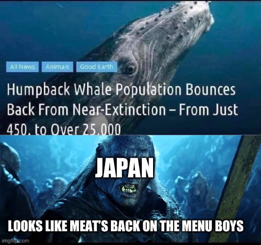 Humpback WhalePpbu ion Bounces Back From NeagExtinction From Just LOOKS LIKE MEATS BACK ON THE MENU BOYS