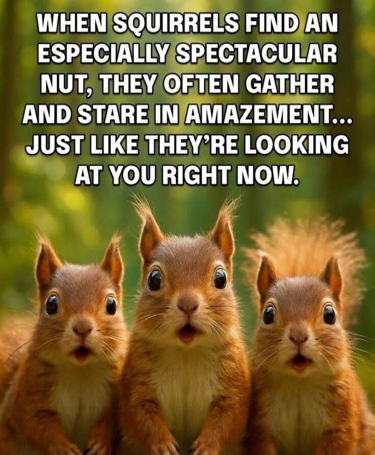 WHEN SQUIRRELS FIND AN ESPECIALLY SPECTACULAR NUT, THEY OFTEN GATHER AND STARE IN AMAZEMENT... JUST LIKE THEY'RE LOOKING AT YOU RIGHT NOW.