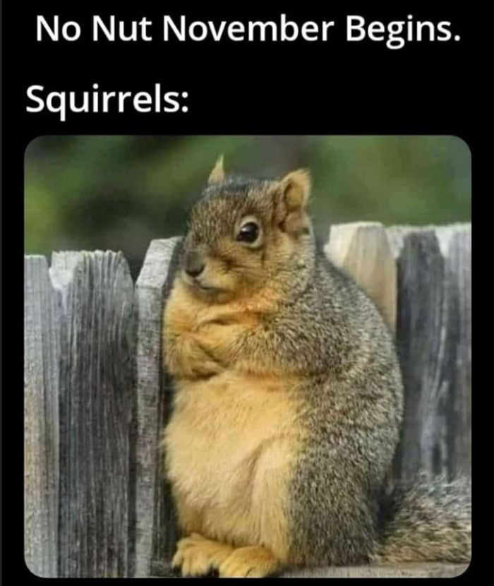 oT a Ne 2 zZ zZ O Z Squirrels