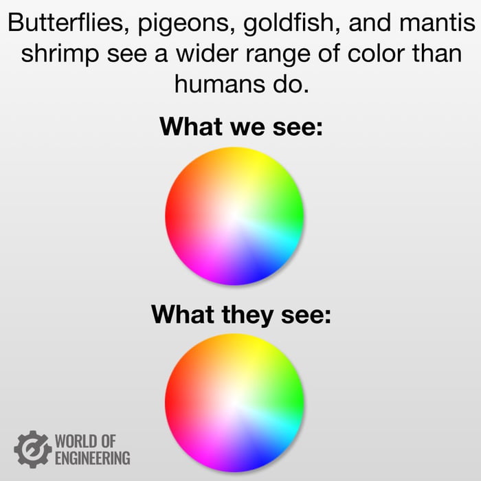 Butterflies pigeons goldfish and mantis shrimp see a wider range of color than humans do What we see What they see WORLD OF ENGINEERING