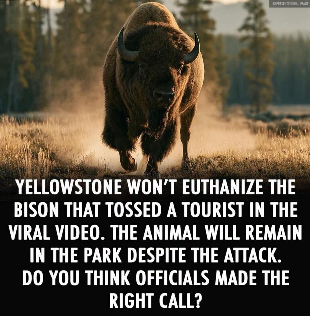YELLOWSTONE WON'T EUTHANIZE THE BISON THAT TOSSED A TOURIST IN THE VIRAL VIDEO. THE ANIMAL WILL REMAIN IN THE PARK DESPITE THE ATTACK. DO YOU THINK OFFICIALS MADE THE RIGHT CALL? REPRESENTATIONAL IMAGE.